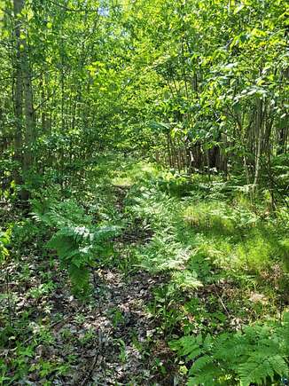 40.3 Acres of Recreational Land for Sale in Lake Nebagamon, Wisconsin