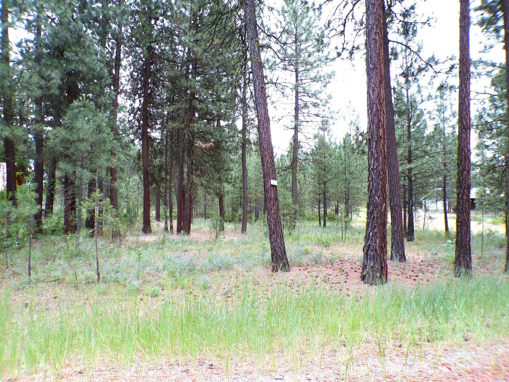 1.2 Acres of Residential Land for Sale in Kettle Falls, Washington