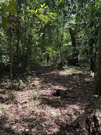 60 Acres of Recreational Land for Sale in Lamont, Florida