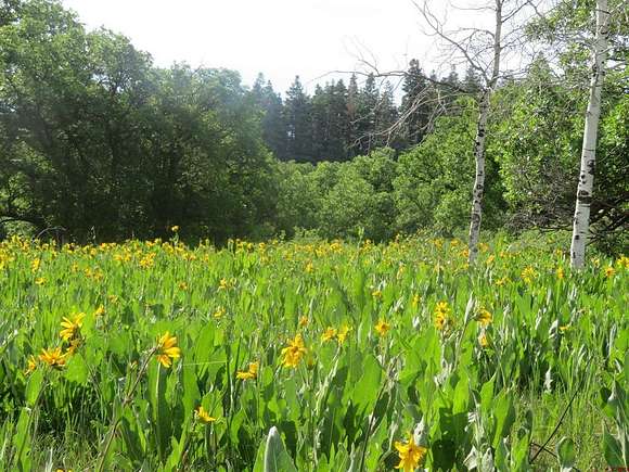 2 Acres of Residential Land for Sale in Pagosa Springs, Colorado