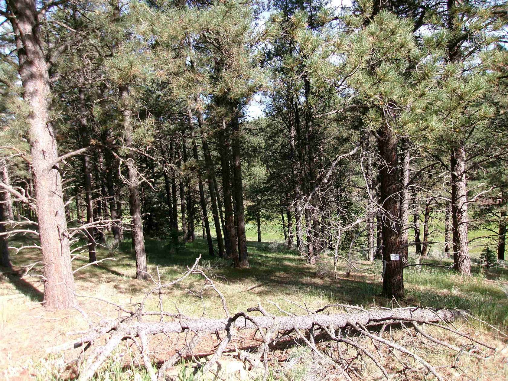 0.49 Acres of Residential Land for Sale in Angel Fire, New Mexico