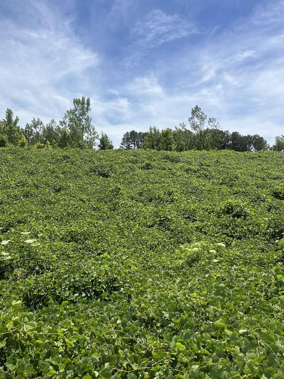 11.7 Acres of Land for Sale in Blue Springs, Mississippi