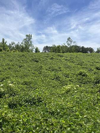 11.7 Acres of Land for Sale in Blue Springs, Mississippi