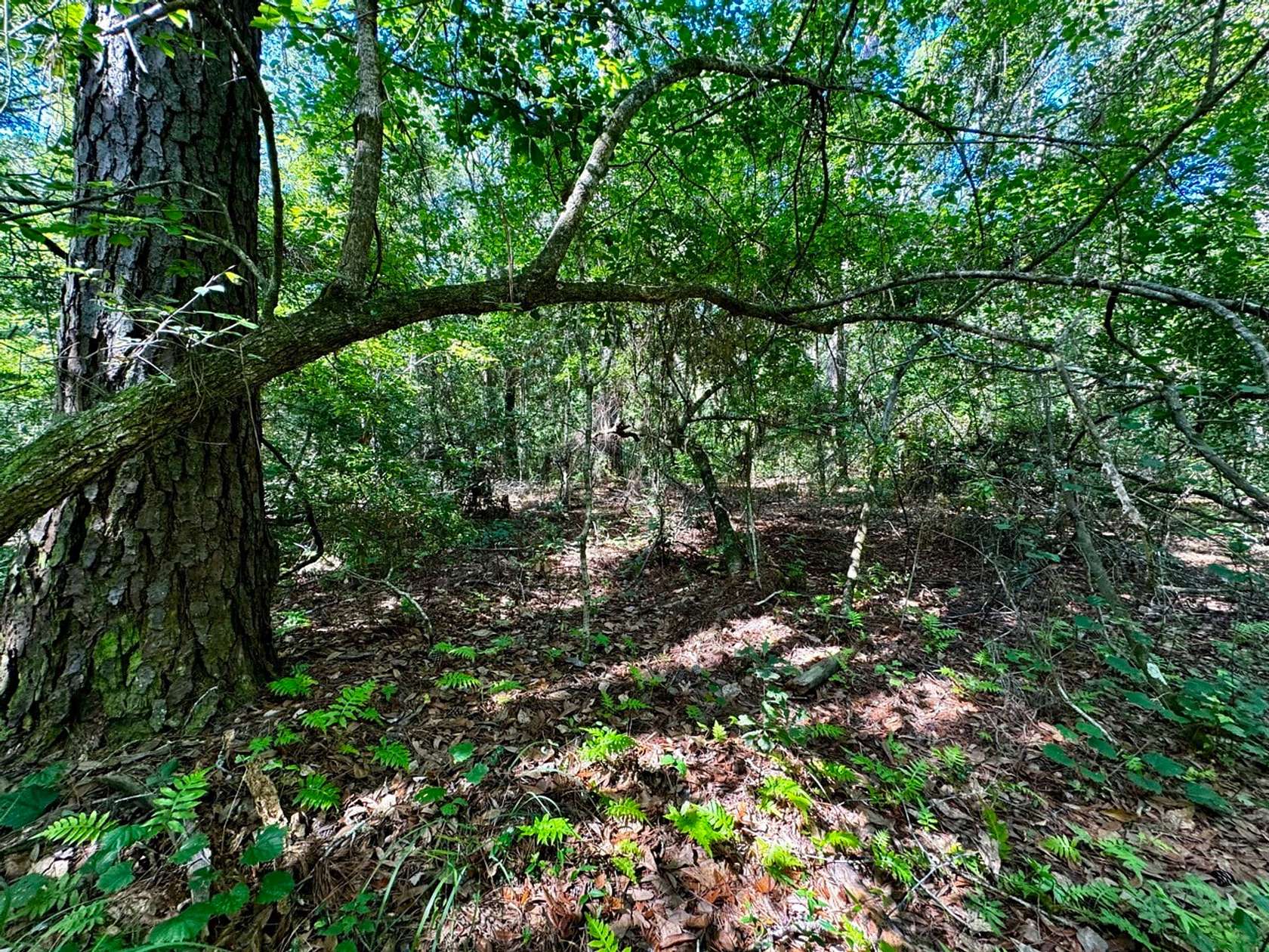 40 Acres of Recreational Land for Sale in Madison, Florida
