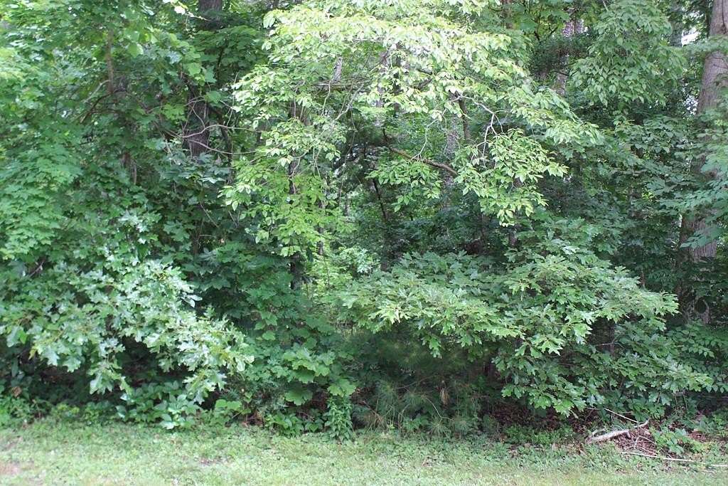 0.22 Acres of Residential Land for Sale in Greenbackville, Virginia