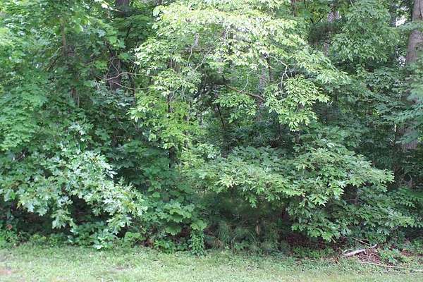0.22 Acres of Residential Land for Sale in Greenbackville, Virginia
