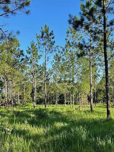 5.77 Acres of Residential Land for Sale in Poplarville, Mississippi