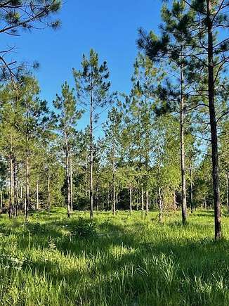 5.77 Acres of Residential Land for Sale in Poplarville, Mississippi