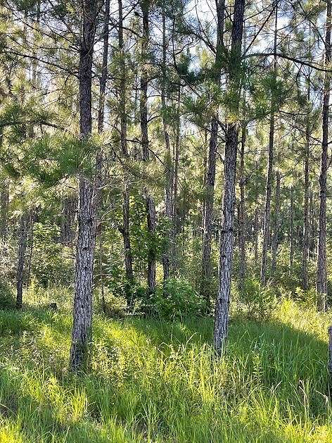 9.07 Acres of Land for Sale in Poplarville, Mississippi