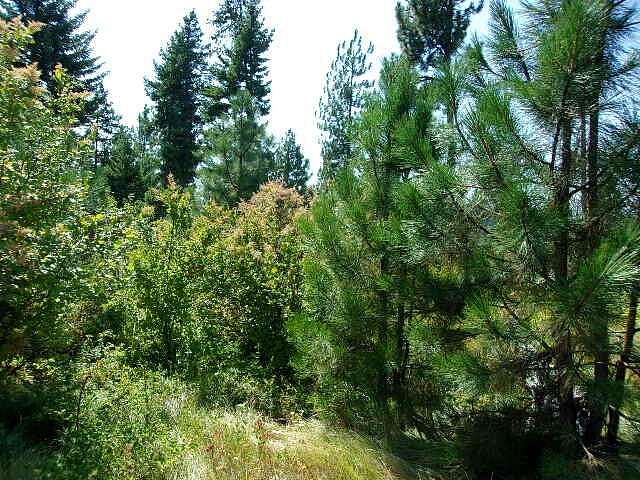30 Acres of Recreational Land for Sale in Valley, Washington
