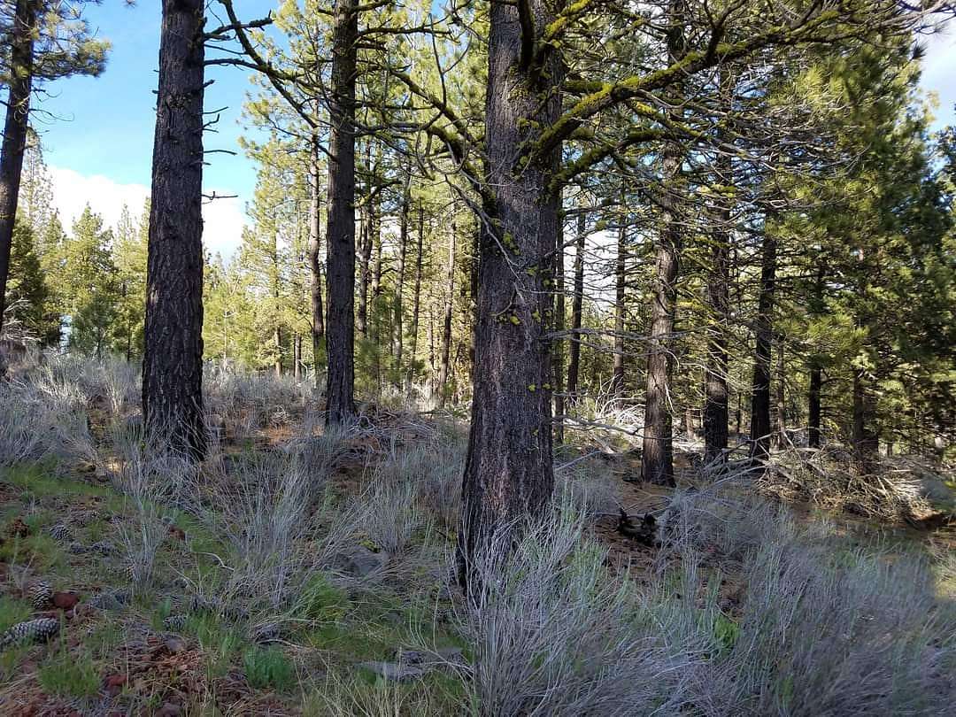 0.92 Acres of Residential Land for Sale in Alturas, California