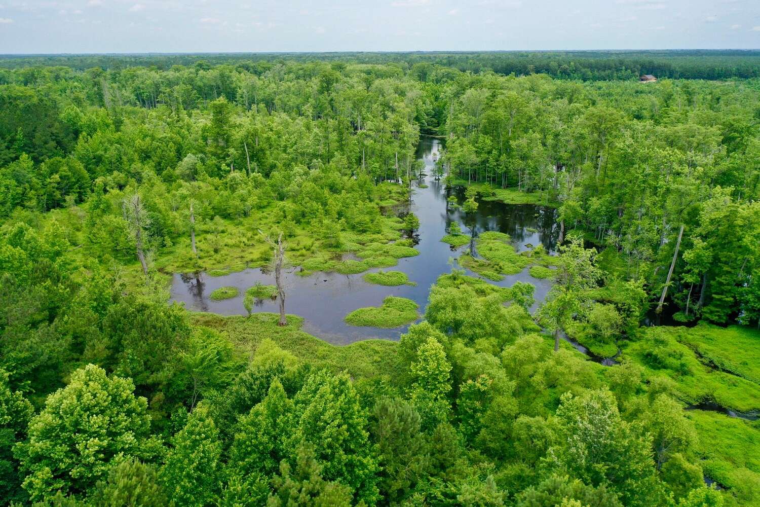 116 Acres of Land for Sale in Robersonville, North Carolina