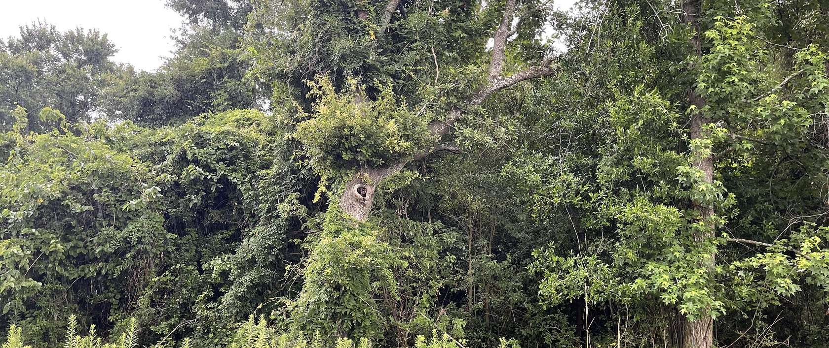 0.23 Acres of Land for Sale in Summerville, South Carolina