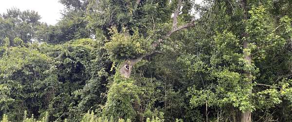 0.23 Acres of Land for Sale in Summerville, South Carolina