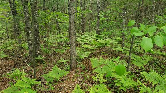 Northern WI.