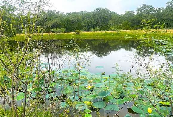 33.43 Acres of Land for Sale in Hallettsville, Texas