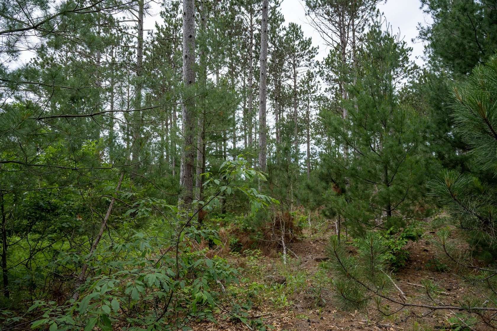 2.1 Acres of Residential Land for Sale in Nekoosa, Wisconsin