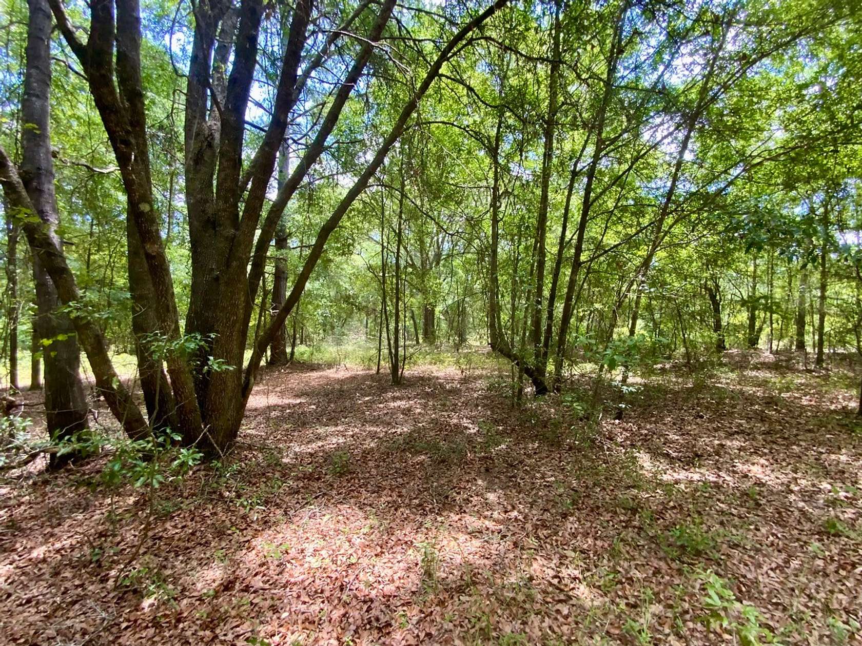 5 Acres of Residential Land for Sale in Greenville, Florida