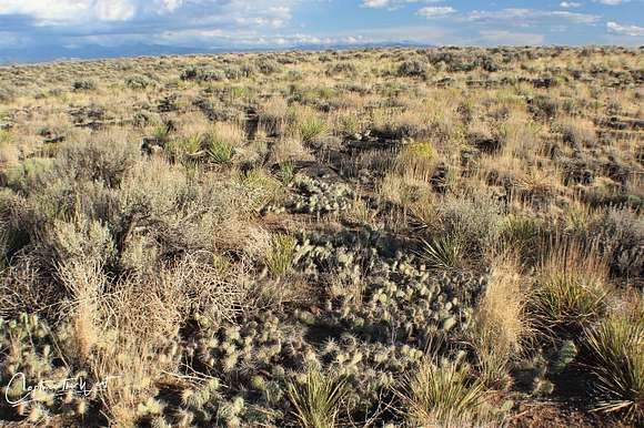 View of some of the vegetation on the land