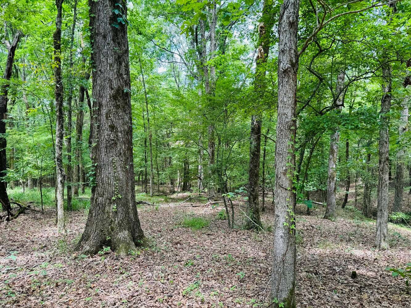 82.2 Acres of Recreational Land for Sale in Courtland, Mississippi