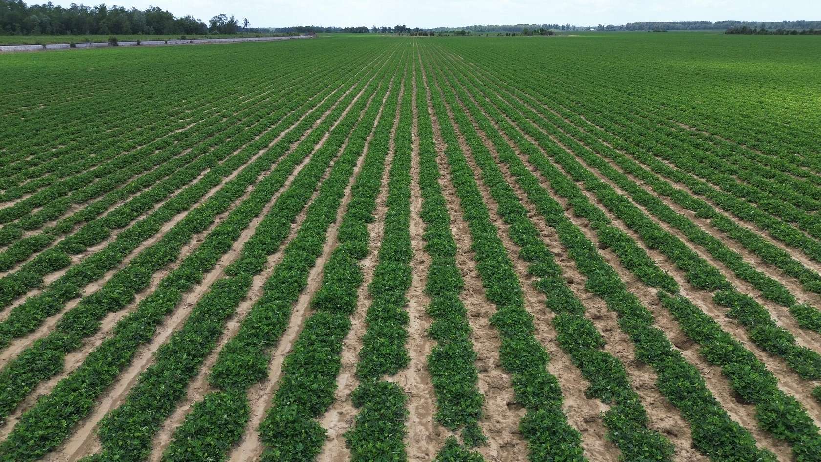 685 Acres of Agricultural Land for Sale in Atmore, Alabama