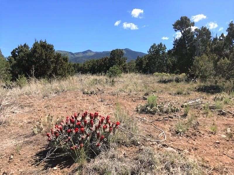 10.1 Acres of Land for Sale in Valdez, New Mexico