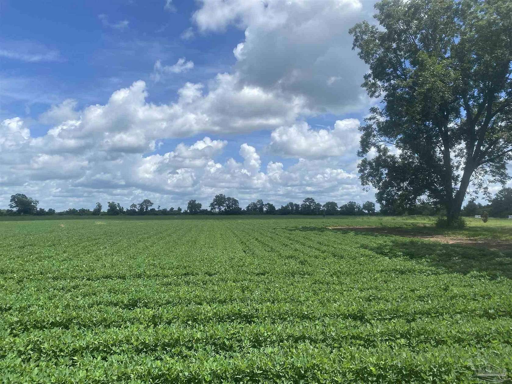 34.4 Acres of Land for Sale in Century, Florida