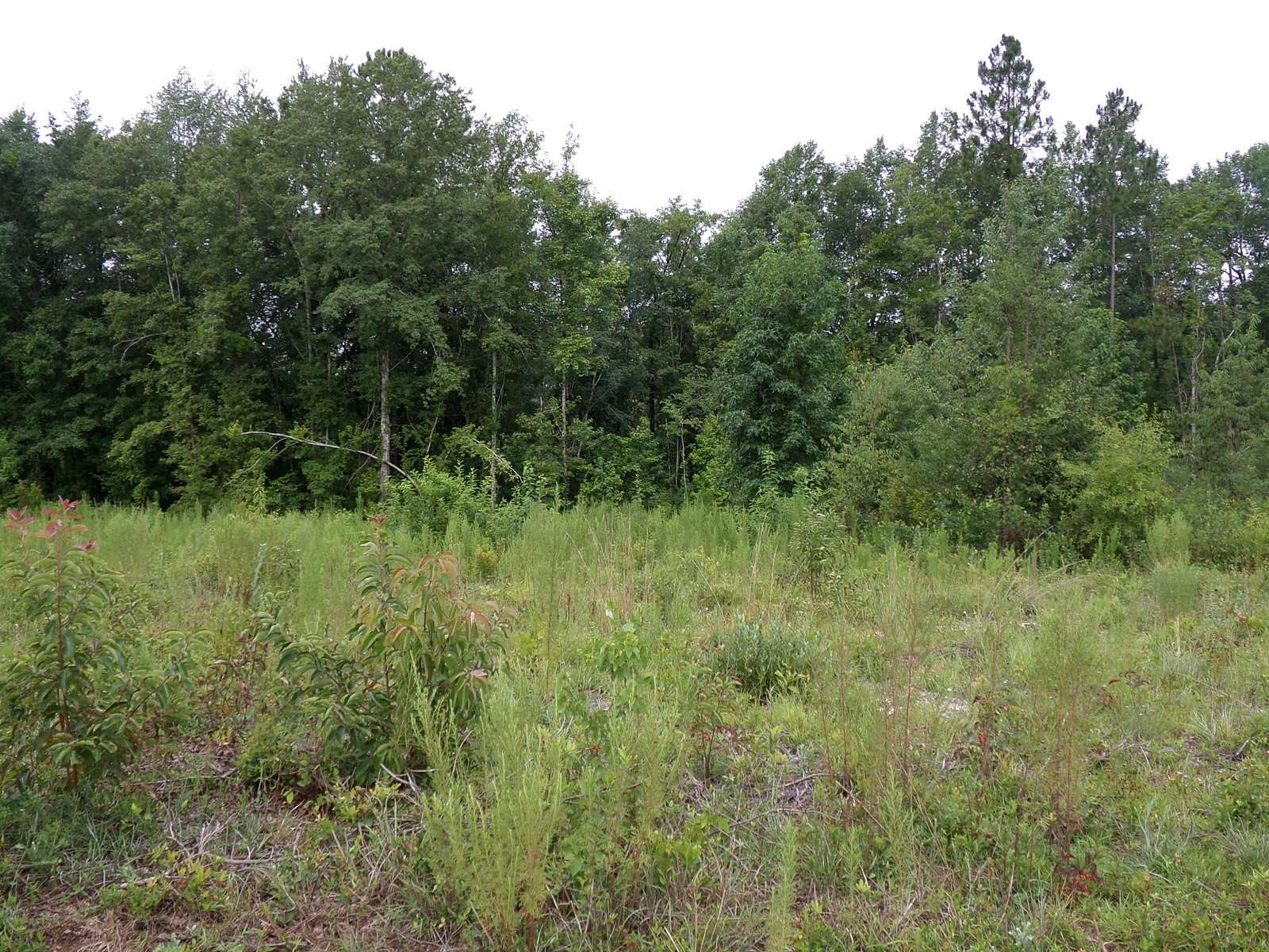 1 Acre of Residential Land for Sale in Swainsboro, Georgia