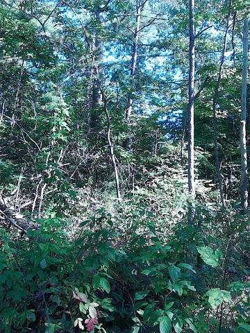 5.01 Acres of Residential Land for Sale in Crawford, Tennessee