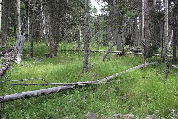 13.3 Acres of Recreational Land for Sale in Angel Fire, New Mexico