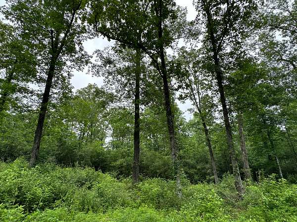 85.9 Acres of Recreational Land for Sale in Etoile, Texas