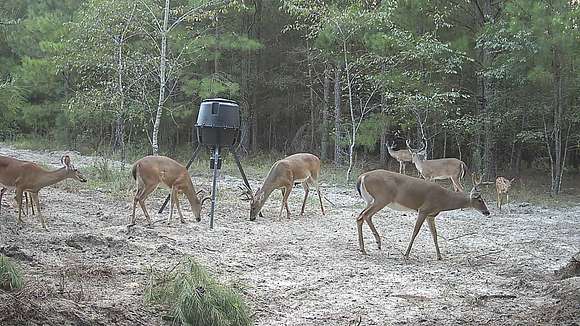 47.6 Acres of Recreational Land & Farm for Sale in Bartow, Georgia