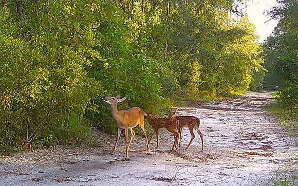 15.01 Acres of Recreational Land for Sale in Live Oak, Florida