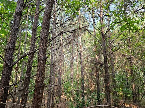 40 Acres of Recreational Land for Sale in Brilliant, Alabama