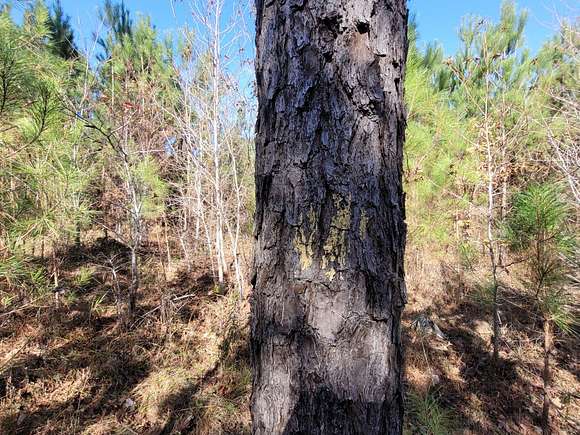 38 Acres of Recreational Land for Sale in Brilliant, Alabama