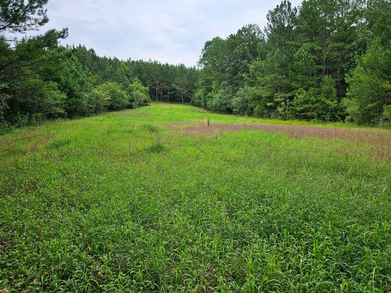 163 Acres of Recreational Land for Sale in Brilliant, Alabama