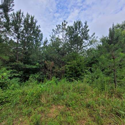 41 Acres of Recreational Land for Sale in Brilliant, Alabama