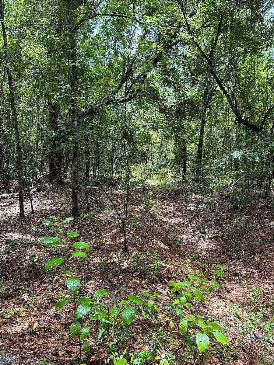 12 Acres of Land for Sale in Earleton, Florida