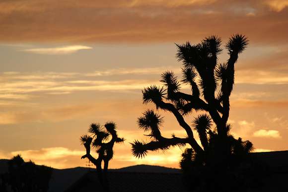 5.052 Acres of Land for Sale in Joshua Tree, California