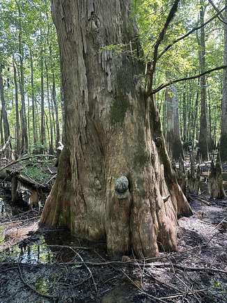 145 Acres of Recreational Land for Sale in Lucedale, Mississippi