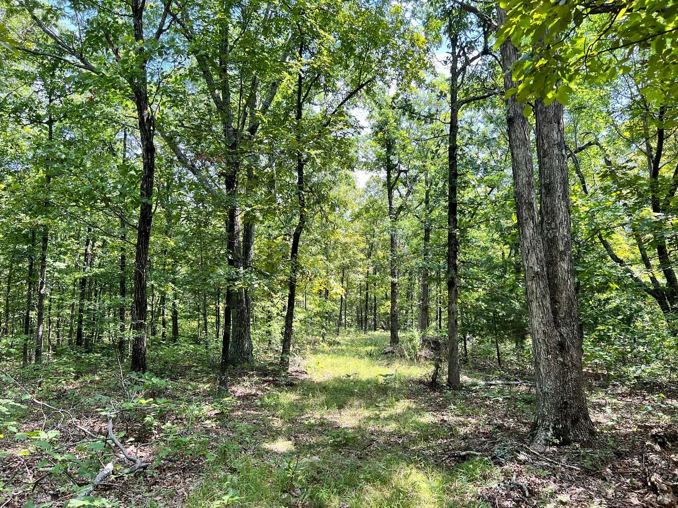 80 Acres of Recreational Land for Sale in Tilly, Arkansas