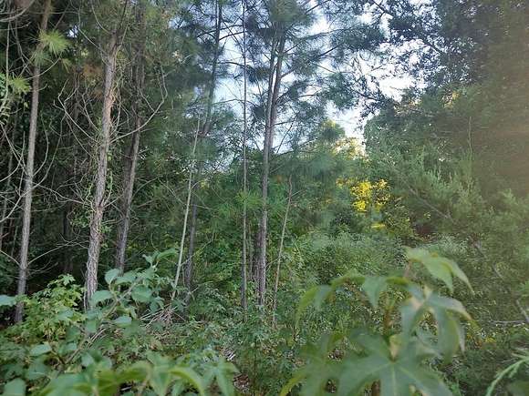 3 Acres of Residential Land for Sale in Chatsworth, Georgia