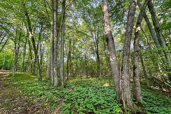 Surrounded By Tall Trees And Wild Fern