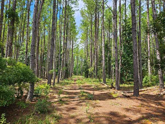 24.71 Acres of Recreational Land for Sale in White Oak, Georgia