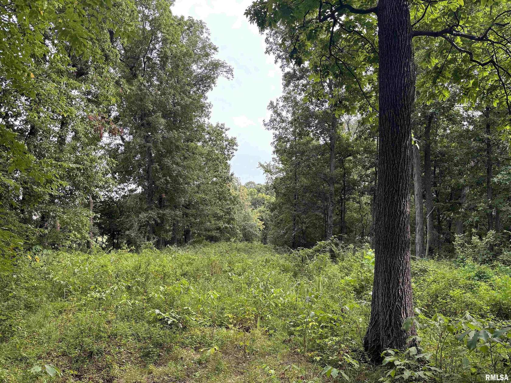 11.13 Acres of Recreational Land for Sale in Mount Vernon, Illinois