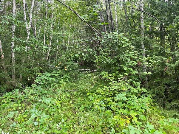 80 Acres of Recreational Land for Sale in Loretta, Wisconsin