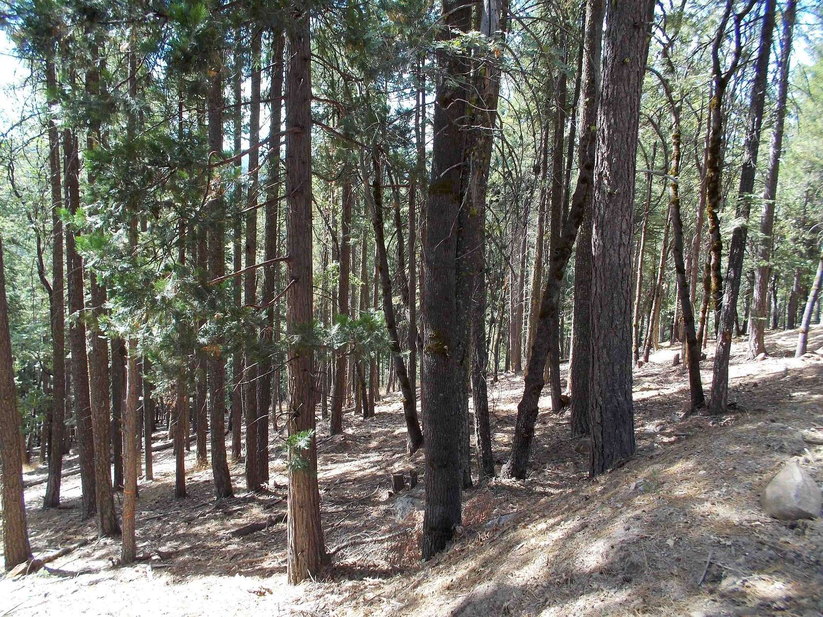 0.49 Acres of Land for Sale in Quincy, California