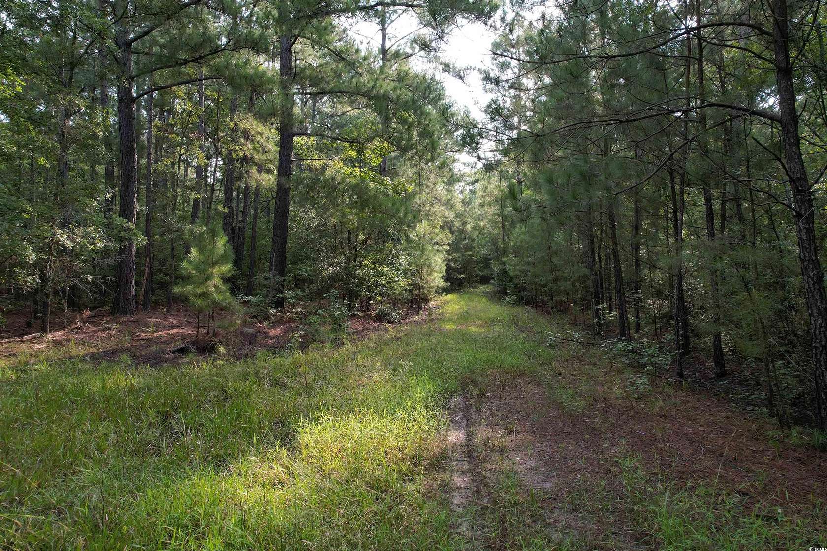 262 Acres of Recreational Land for Sale in Greeleyville, South Carolina