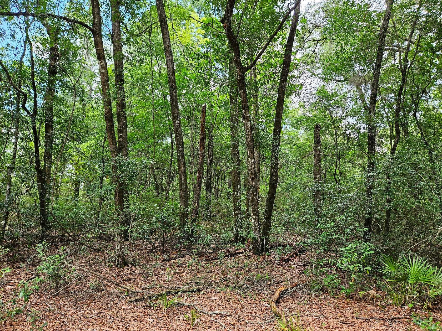 21 Acres of Recreational Land for Sale in White Oak, Georgia