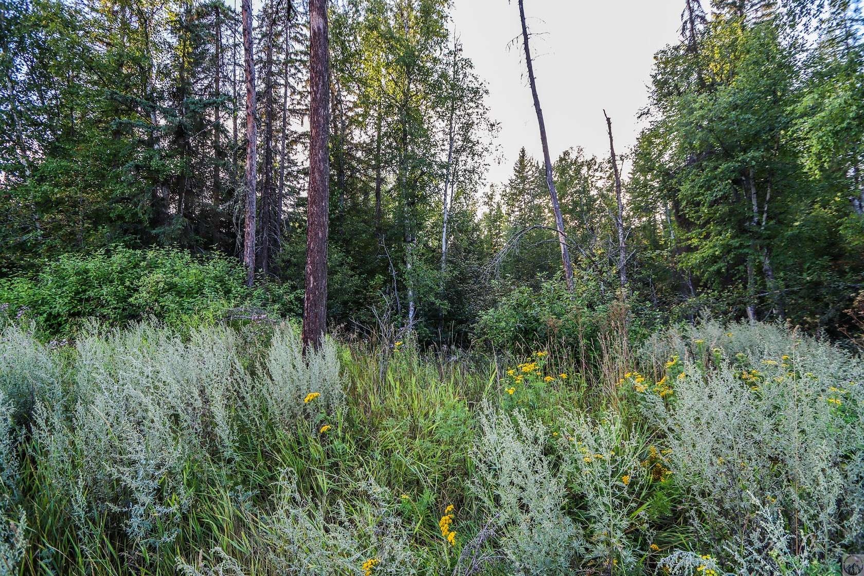 0.74 Acres of Residential Land for Sale in Whitefish, Montana